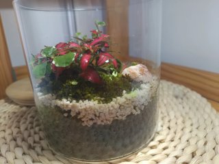 Terrario Ecosistema Plantas En Cristal