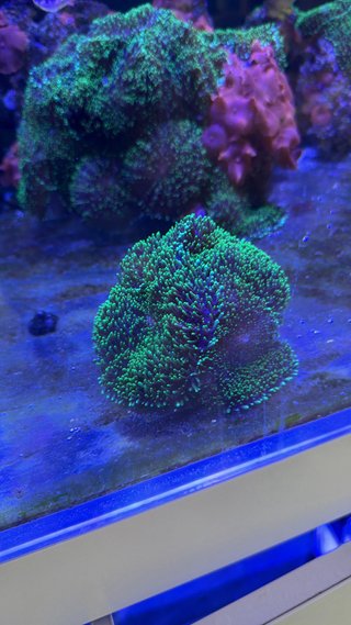 Coral Decoración acuario Rhodactis