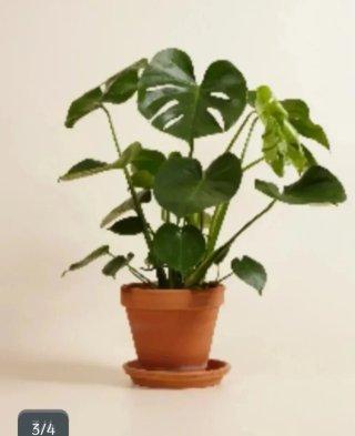 Talea Monstera Deliciosa Grande