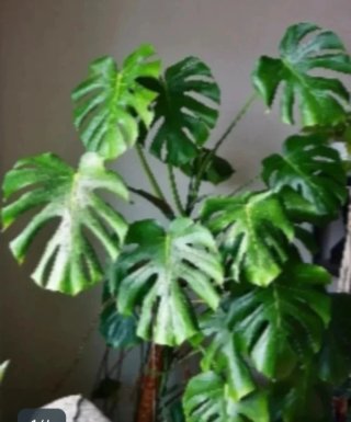 Talea Monstera Deliciosa Grande