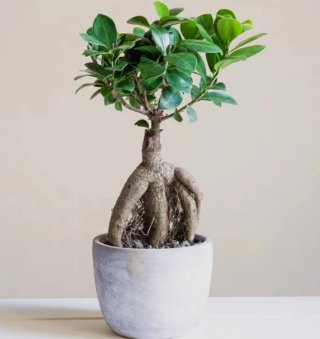 Bonsái Ficus 20 cm