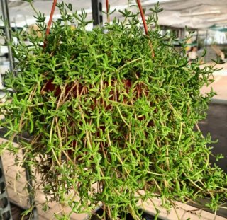 Drosanthemum Hispidum Pianta di Giove