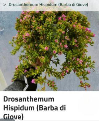 Drosanthemum Hispidum Pianta di Giove