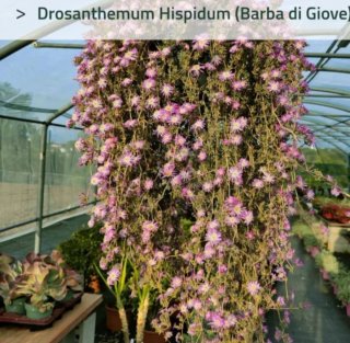 Drosanthemum Hispidum Pianta di Giove