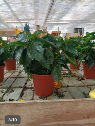 Pianta Hibiscus Sinensis 35cm