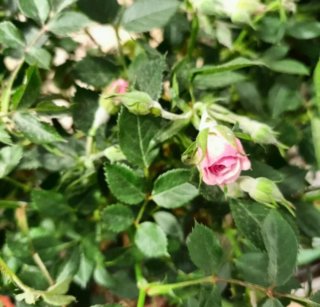 Pianta Rosa Alberello 50cm