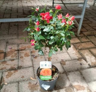 Pianta Rosa Alberello 50cm
