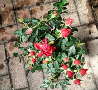 Pianta Rosa Alberello 50cm