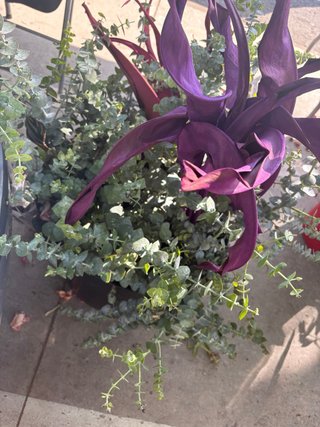 Eucalipto y planta morada