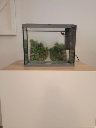 Acuario  18L, filtro, adorno, alimento y cuidados
