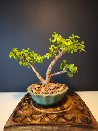 Bonsái Portulacaria Afra