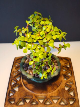 Bonsái Portulacaria Afra