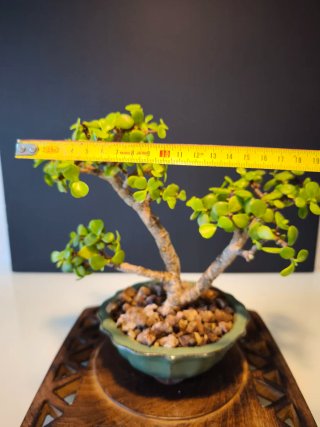 Bonsái Portulacaria Afra