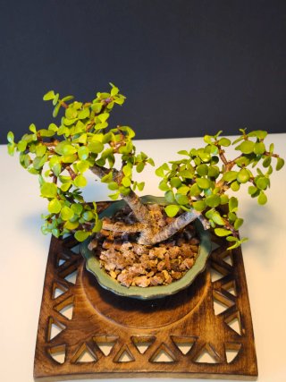 Bonsái Portulacaria Afra