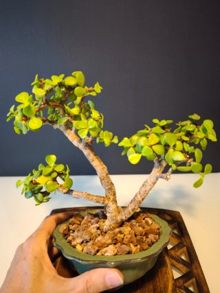 Bonsái Portulacaria Afra