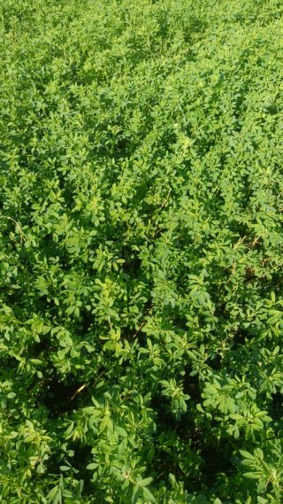 PACAS DE ALFALFA Y FESTUCA