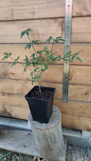 Jazmín amarillo (Jasminum mesnyi) en maceta