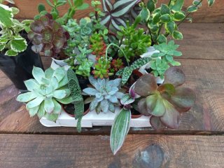16 Plantas + 1 oferta