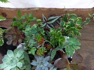 16 Plantas + 1 oferta