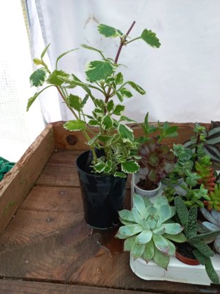 16 Plantas + 1 oferta