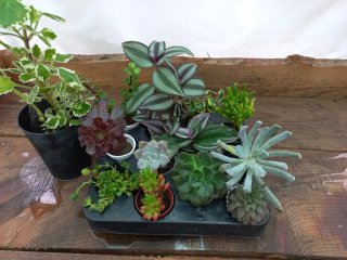 12 Plantas + 1 oferta