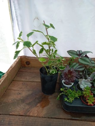 12 Plantas + 1 oferta