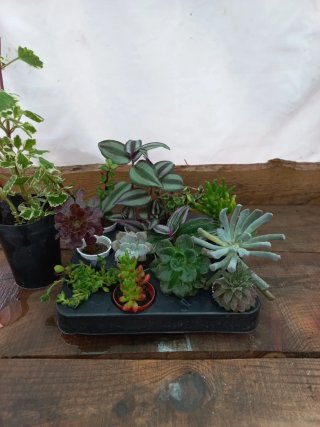 12 Plantas + 1 oferta