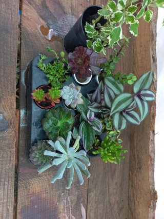 12 Plantas + 1 oferta