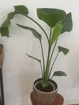 Planta de interior grande