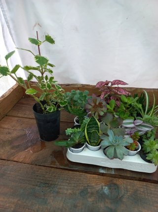 Lote de 17 plantas variadas