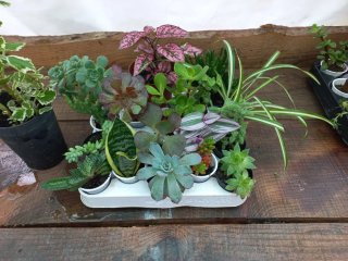 Lote de 17 plantas variadas