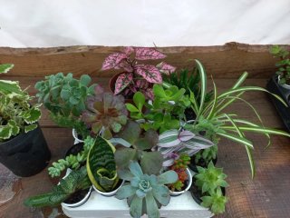Lote de 17 plantas variadas