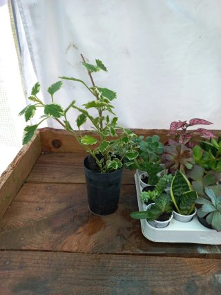 Lote de 17 plantas variadas