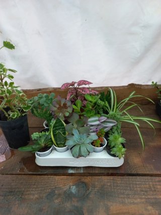 Lote de 17 plantas variadas