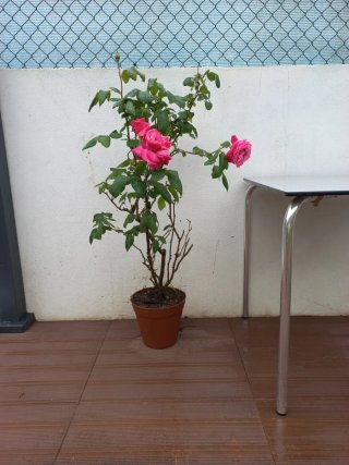 Roseira grande em Vaso