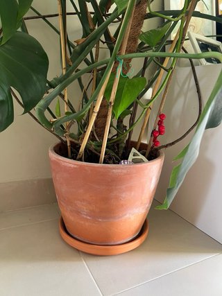 Monstera Deliciosa (Costilla de Adán)