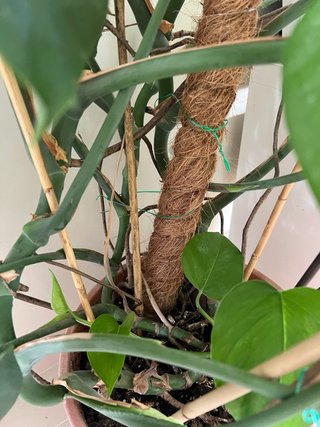Monstera Deliciosa (Costilla de Adán)