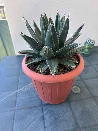 Agave Victoriae Reginae