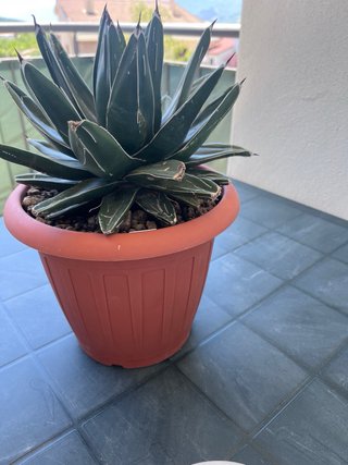 Agave Victoriae Reginae