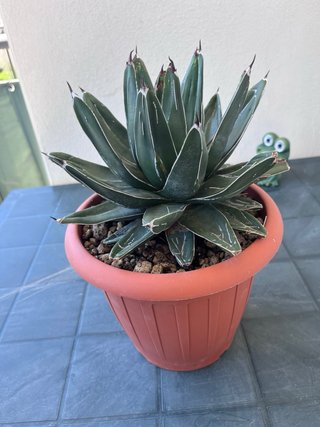 Agave Victoriae Reginae