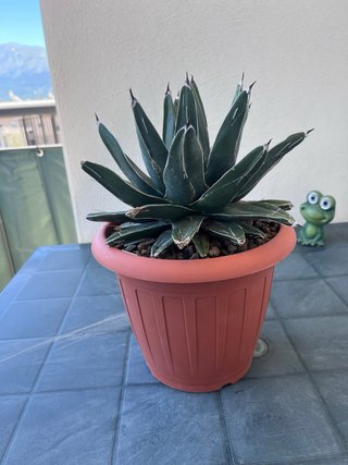 Agave Victoriae Reginae
