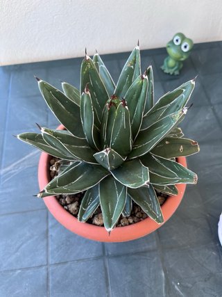Agave Victoriae Reginae