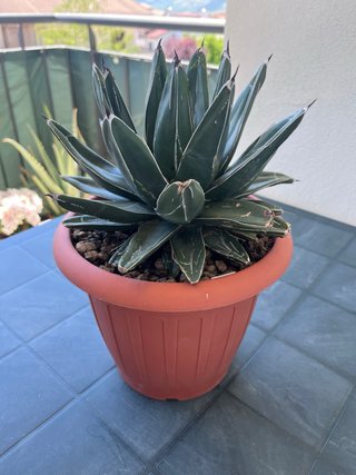 Agave Victoriae Reginae