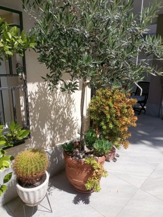 Olivo en maceta