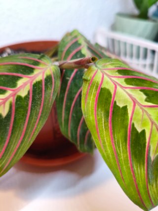 Maranta fascinator planta