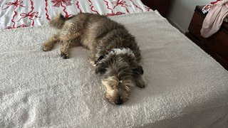 Cuido perros en casa. Coslada y San Fernando