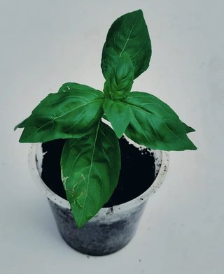 Plantas interior y exterior