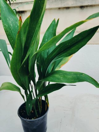 Plantas interior y exterior