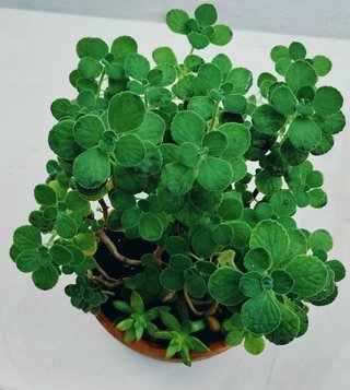 Plantas interior y exterior