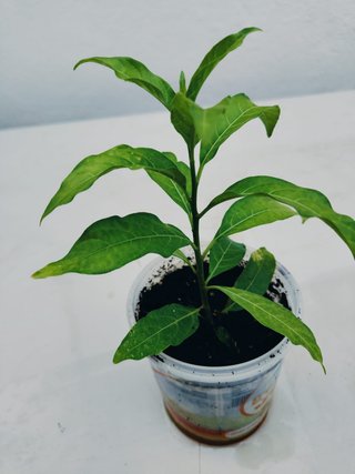 Plantas interior y exterior